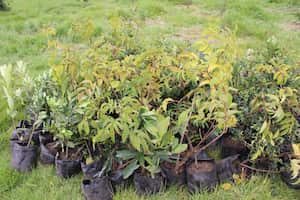 La CAR tiene como propósito aportar alrededor de 5 millones a 2023 para la meta nacional de plantar 180 millones de árboles en todo el país.