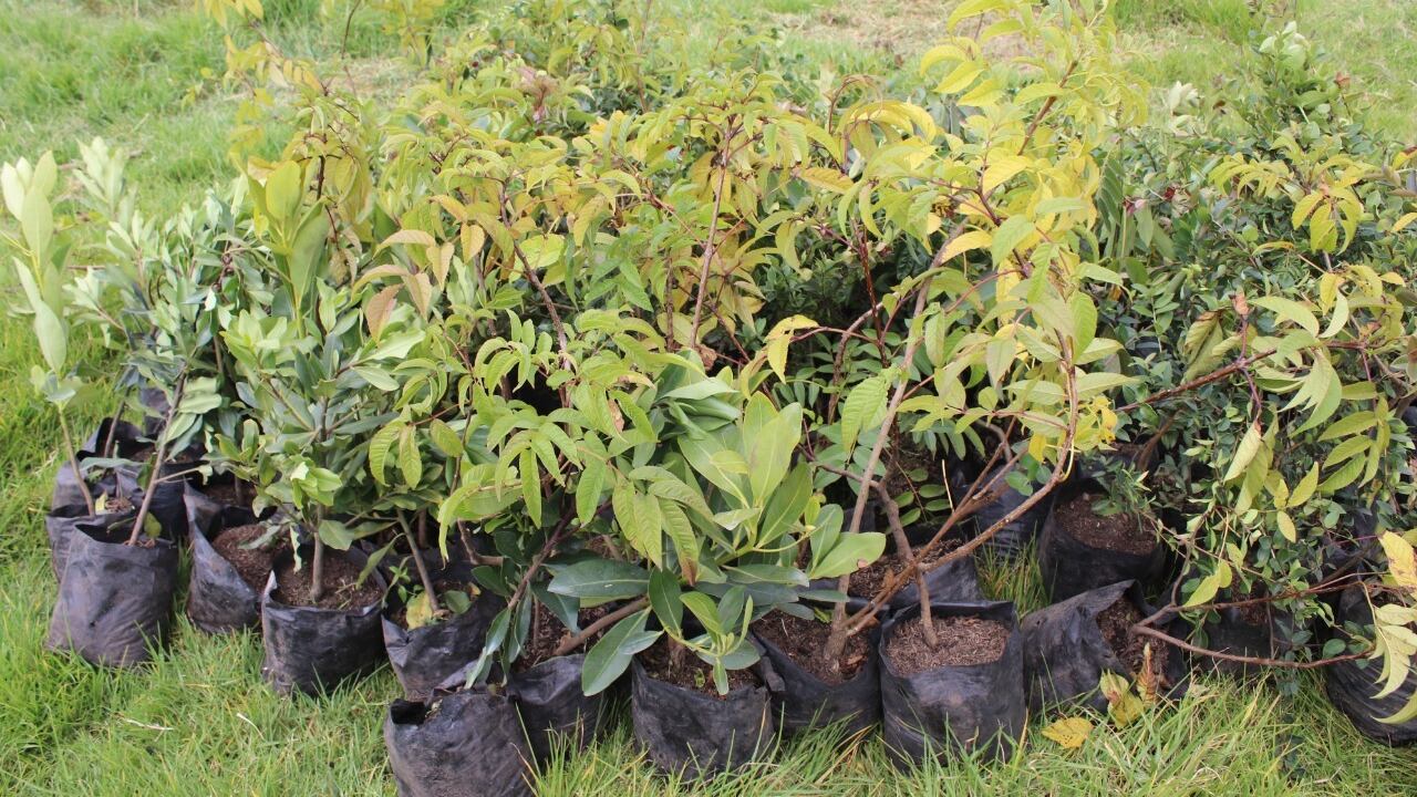 La CAR tiene como propósito aportar alrededor de 5 millones a 2023 para la meta nacional de plantar 180 millones de árboles en todo el país.