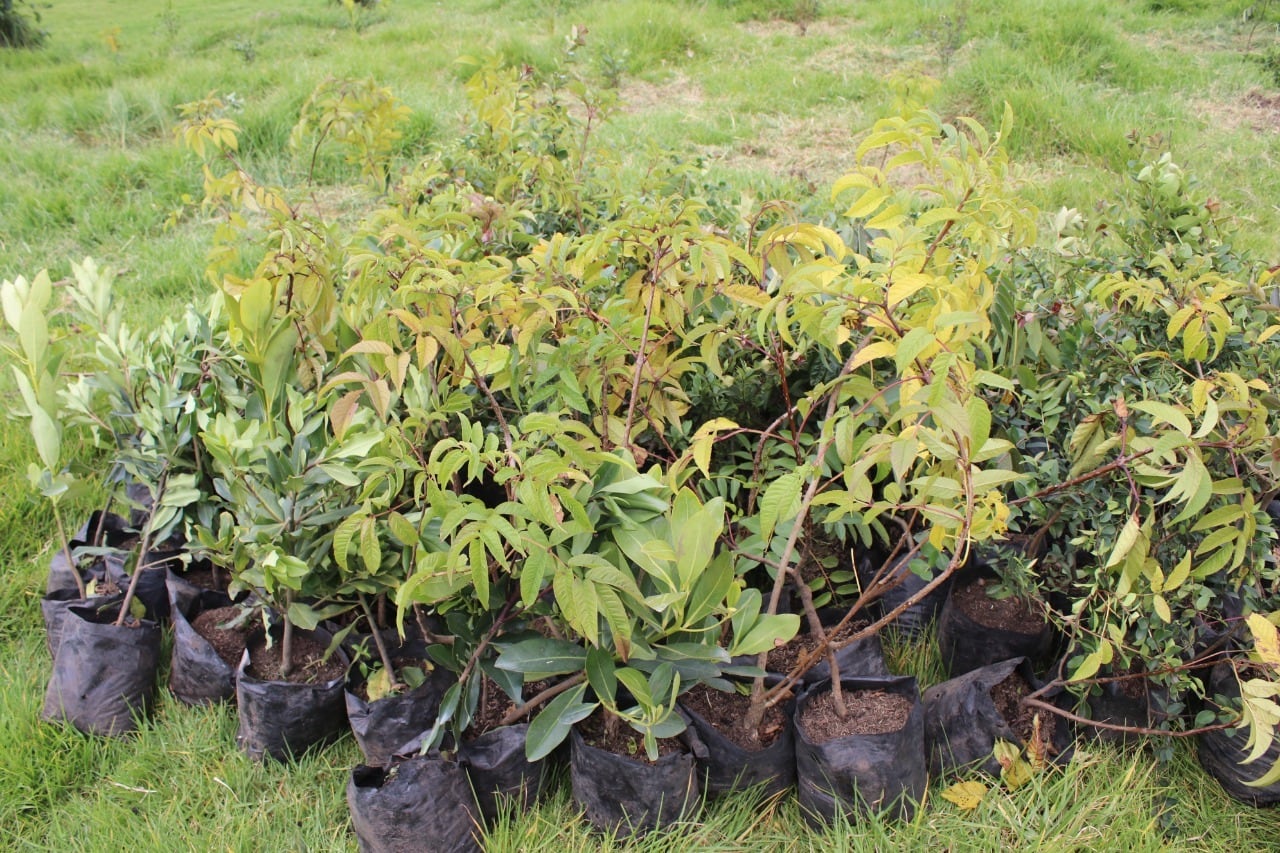 La CAR tiene como propósito aportar alrededor de 5 millones a 2023 para la meta nacional de plantar 180 millones de árboles en todo el país.