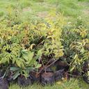 La CAR tiene como propósito aportar alrededor de 5 millones a 2023 para la meta nacional de plantar 180 millones de árboles en todo el país.