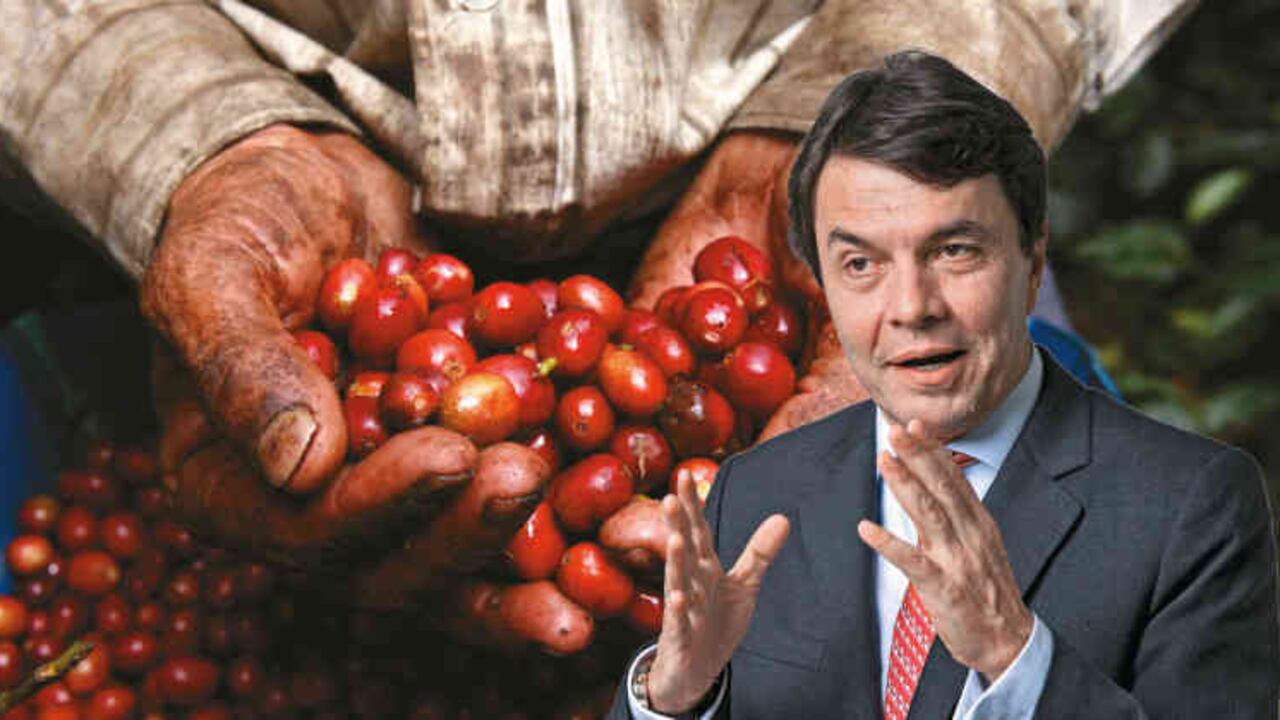 Roberto Vélez, gerente general de la Federación de Cafeteros, dice que el próximo año la cosecha puede llegar a los 15 millones de sacos.