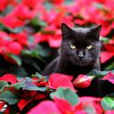 El gato Elmo se encuentra en medio rosas de invierno en un invernadero en Barth, el norte de Alemania. (AP)