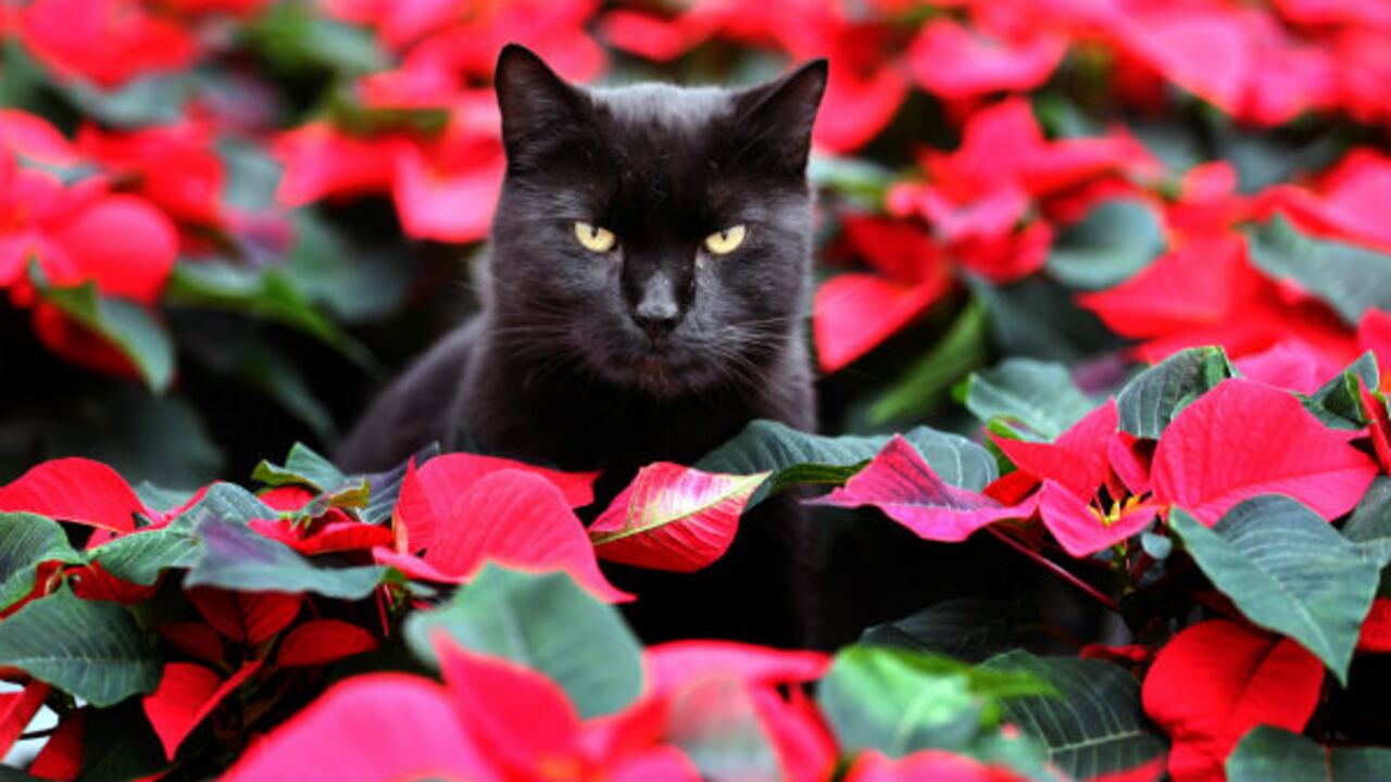 El gato negro es considerado de mal agüero, pero hay quienes los adoptan para darles amor. (AP)
