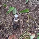 Imagen de referencia de mina antipersonal que causó la muerte de indígena.