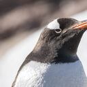 El pingüino llegó a las costas de nueva Zelanda, luego de un viaje de 3.000 kilómetros en busca de comida. Foto Gettyimages.