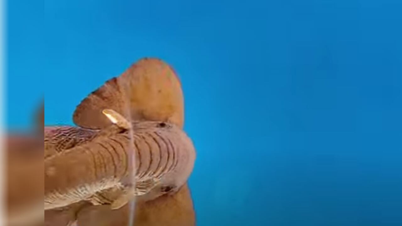 La reacción de un elefante al encontrarse un iPhone