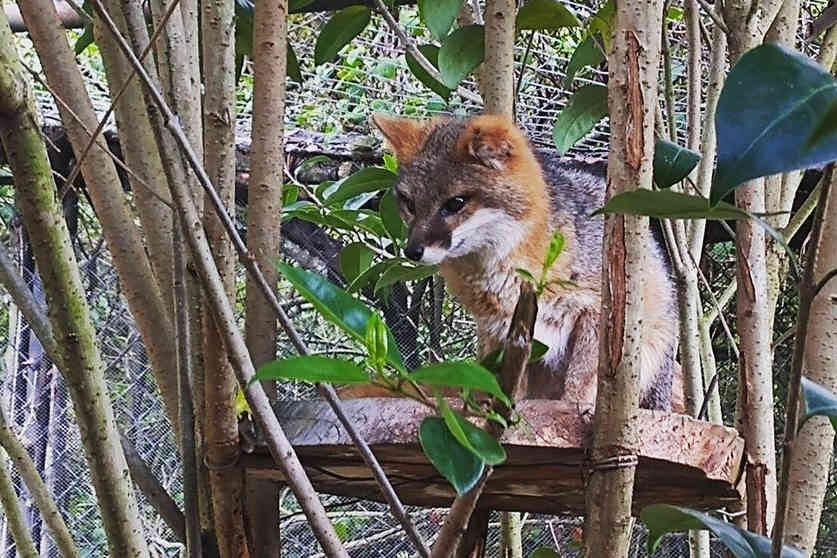 En Guátika es posible encontrar varias especies de zorros, como el gatuno o el zorro perro. Foto: Guátika. 