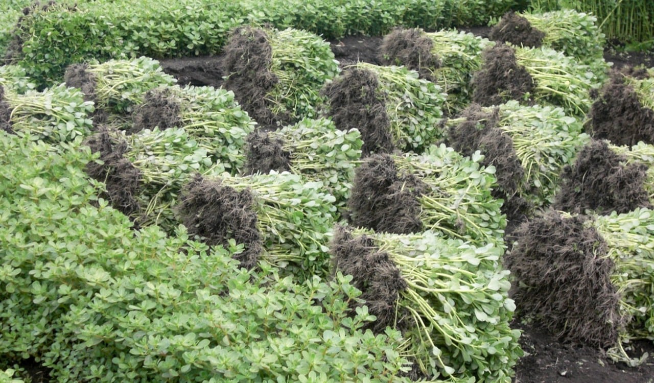 La verdolaga es muy cultivada en territorio mexicano