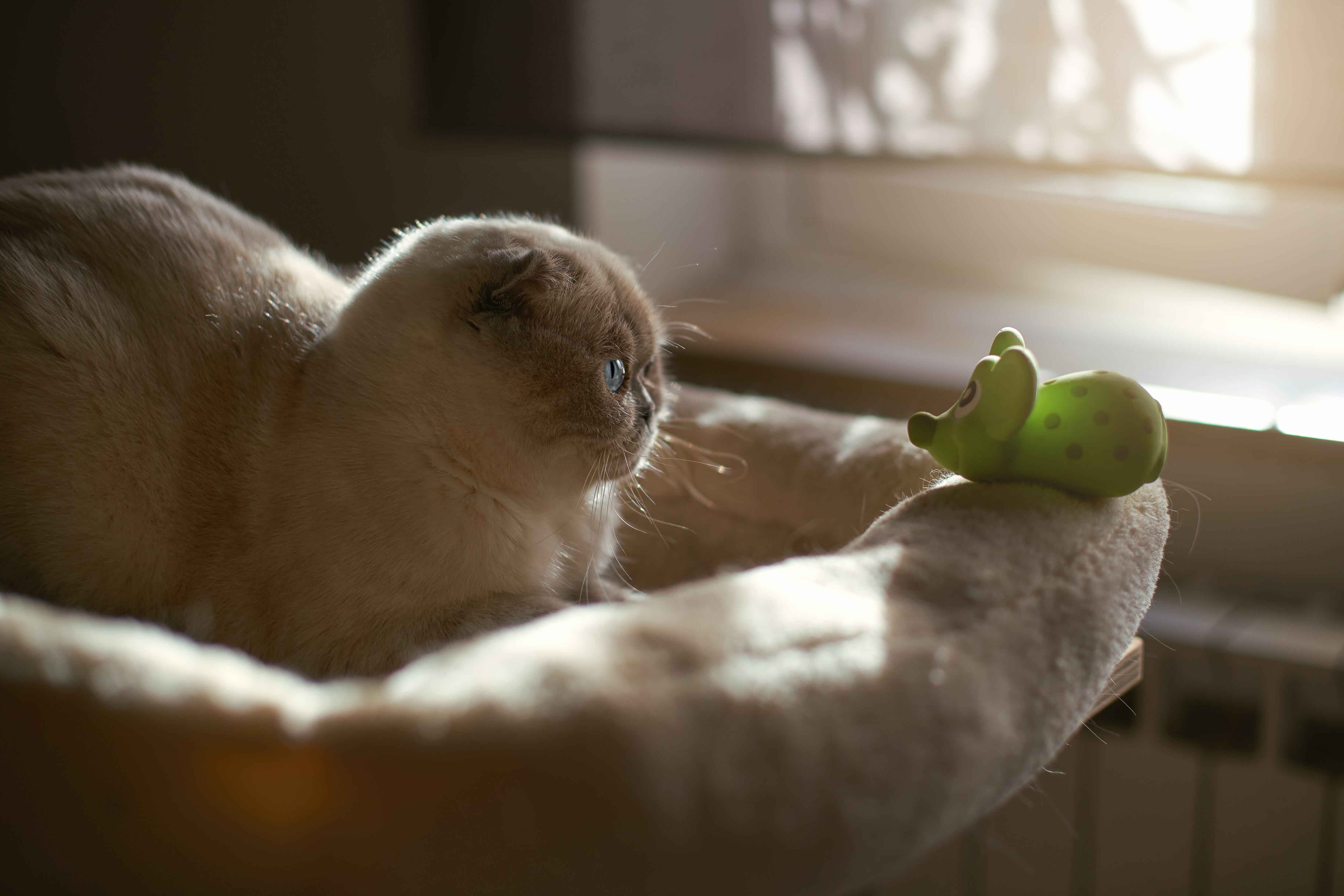 Estos son los tipos de juguetes que más le gustan a los gatos