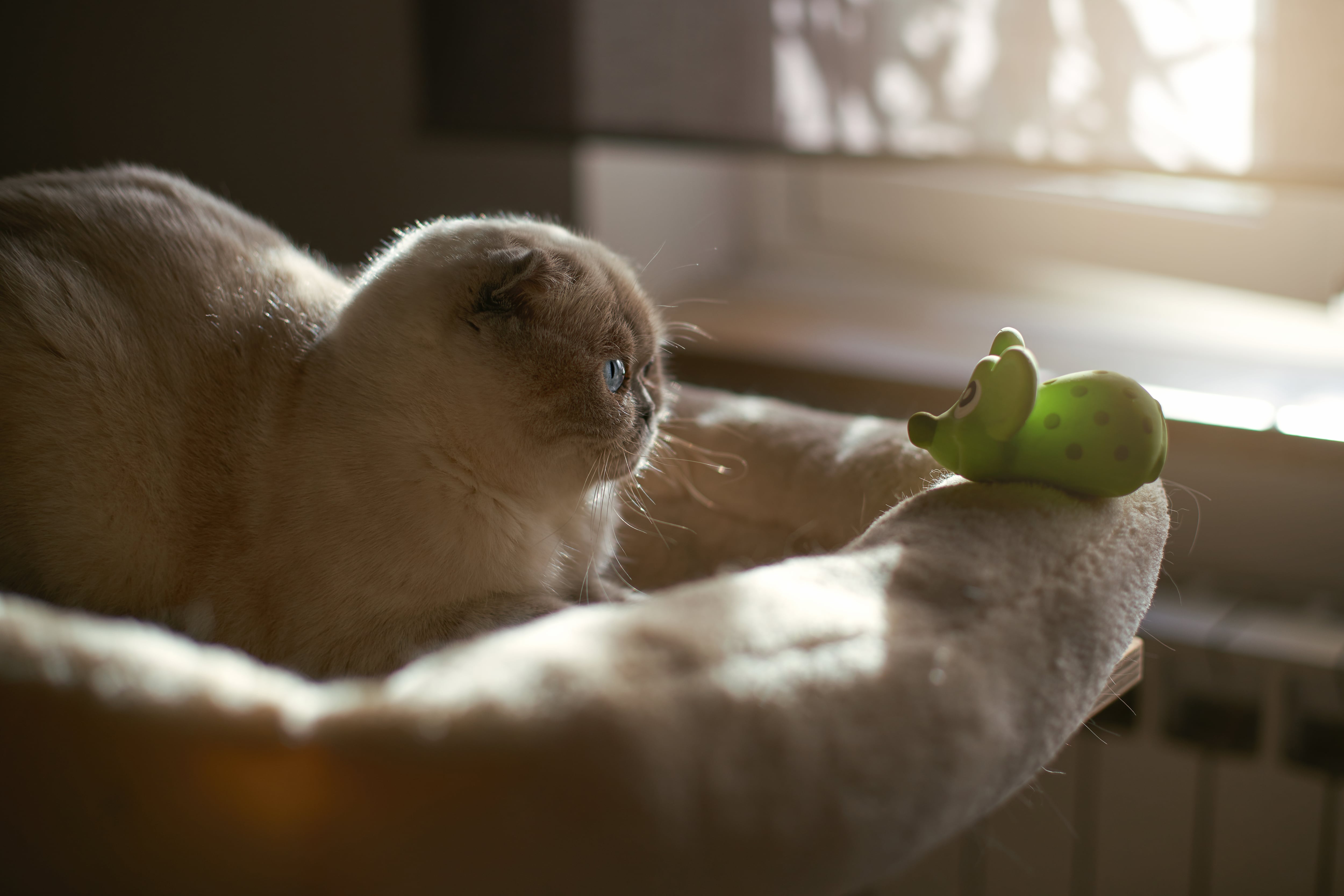 Estos son los tipos de juguetes que más le gustan a los gatos
