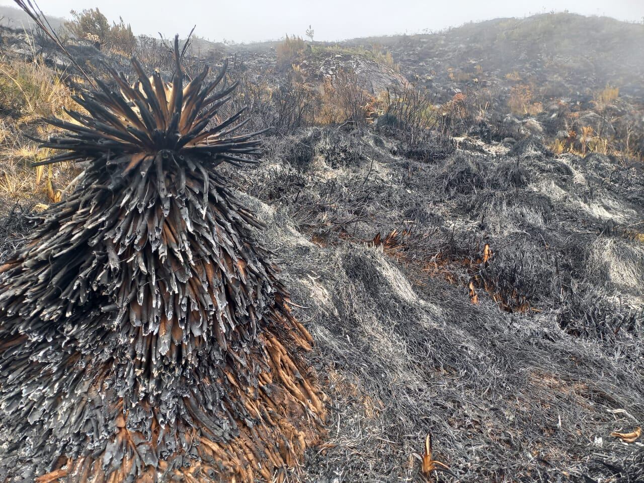 Así quedó el páramo.