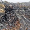 Así quedó el páramo.