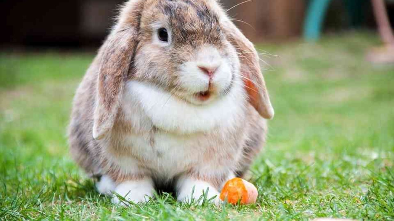 Los conejos son algunos de los animales utilizados en Colombia para adelantar experimentos cosméticos y farmacológicos. Foto: Pixabay.