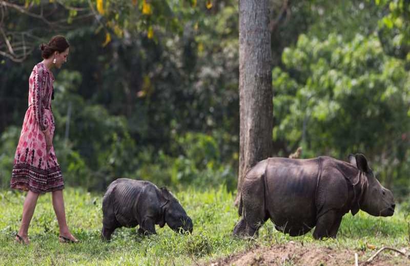 Kate Middleton, la Duquesa de Cambridge, camina junto a un par de rinocerontes bebés en el Centro para la Conservación de la Vida Salvaje, en la reserva de Panbari, durante su visita a India. 