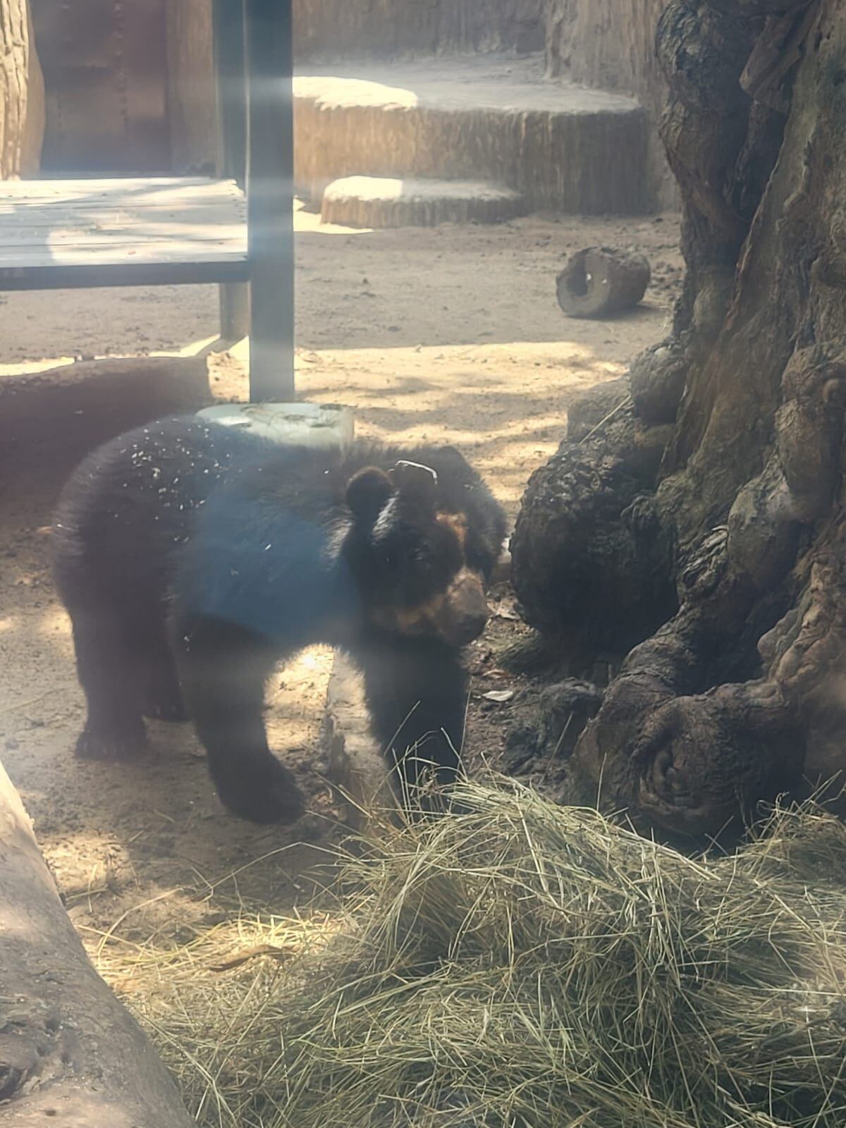 Osito de Anteojos es el nuevo miembro del Zoo de Barranquilla