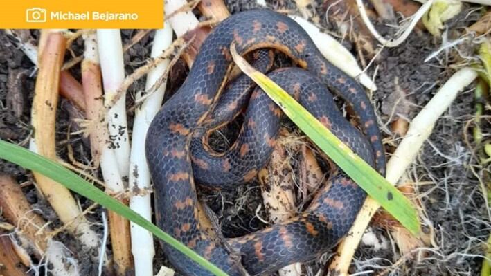 Siete serpientes sabaneras han sido rescatadas en medio de las obras del metro de Bogotá