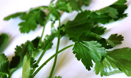 El cilantro es una planta aromática que sirve para condimentar numerosos platos gracias a su sabor y aroma característicos.