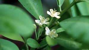 La investigación arqueotoxicológica descubrió compuestos de la planta de coca en tejidos cerebrales de momias del siglo XVII, desafiando creencias históricas. Imagen: blickwinkel/IMAG