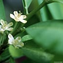 La investigación arqueotoxicológica descubrió compuestos de la planta de coca en tejidos cerebrales de momias del siglo XVII, desafiando creencias históricas. Imagen: blickwinkel/IMAG