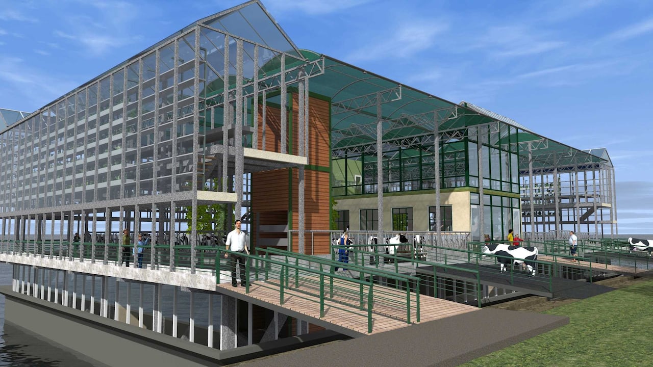 La granja flotante, donde pastan 40 vacas sobre el agua