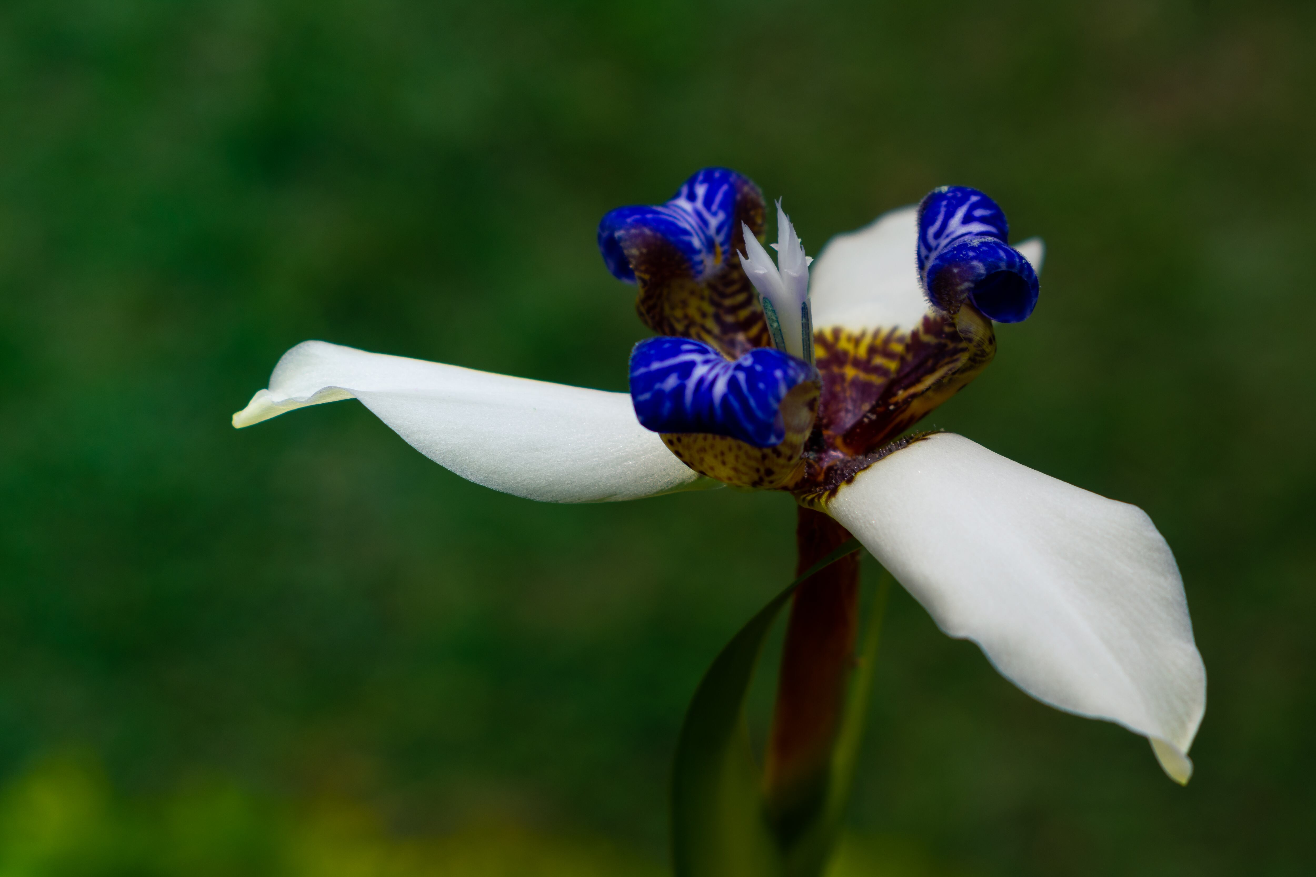 Neomarica Noethiana. Aunque luce muy similar a una orquídea en realidad es otro tipo de planta, que apenas supera los 50 cm de altura. Sus flores, ligeramente perfumadas, solamente duran un día. También se le conoce como lirio caminante o falsa orquídea. Foto: @Davidtoroc / Getty Images/iStockphoto