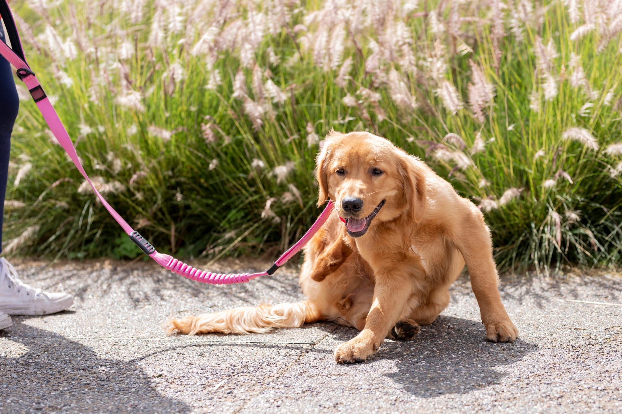 Los perros se pueden contagiar de pulgas y garrapatas también en zonas urbanas.