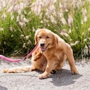 Los perros se pueden contagiar de pulgas y garrapatas también en zonas urbanas.