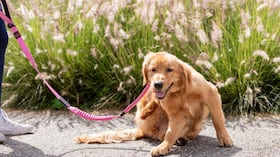 Los perros se pueden contagiar de pulgas y garrapatas también en zonas urbanas.