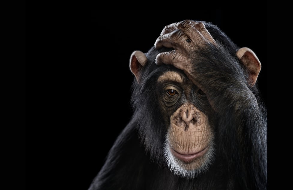 Si los primates ya son de por sí parecidos a los seres humanos, la actitud y la pose de este ejemplar no tiene nada que envidiarles a las de los retratos realizados a los más famosos artistas.
