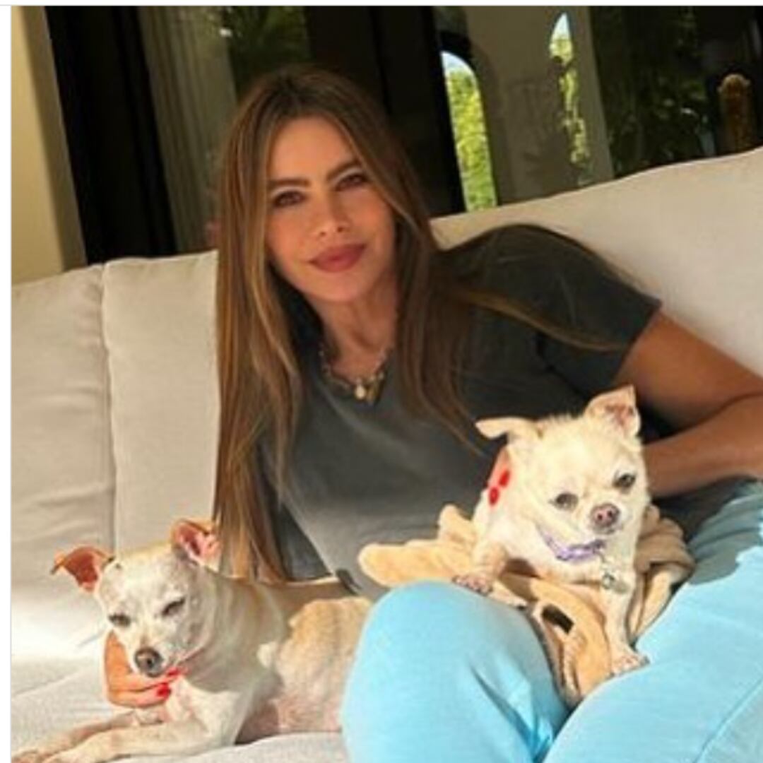 Sofía Vergara busca quedarse con su patrimonio neto después del divorcio.