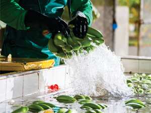 En los departamentos de La Guajira, Magdalena y Antioquia hay 51.000 hectáreas sembradas de banano, de las que dependen 150.000 empleos formales.