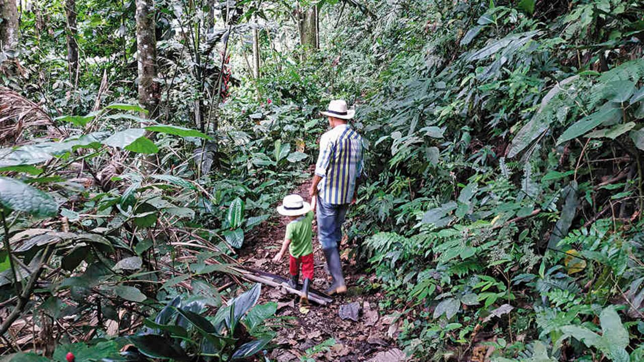 Jorge Moyano le enseña a Andrés el valor de cada planta y del bosque. No sembrar ya coca lo hace sentir orgulloso del legado de conservación que les quiere dejar a sus hijos.