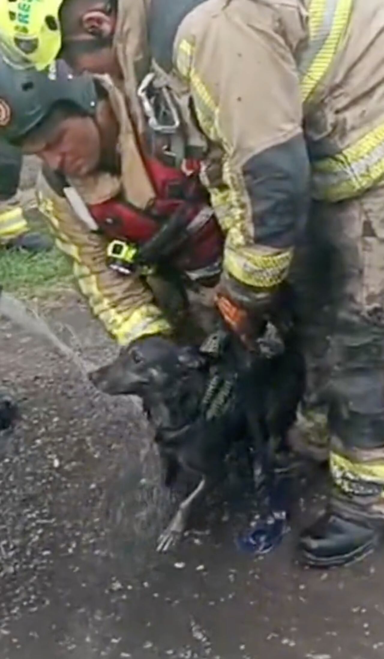 Los bomberos de Bogotá rescataron a un perro que cayó en un canal de aguas  negras en el barrio Garcés Navas.