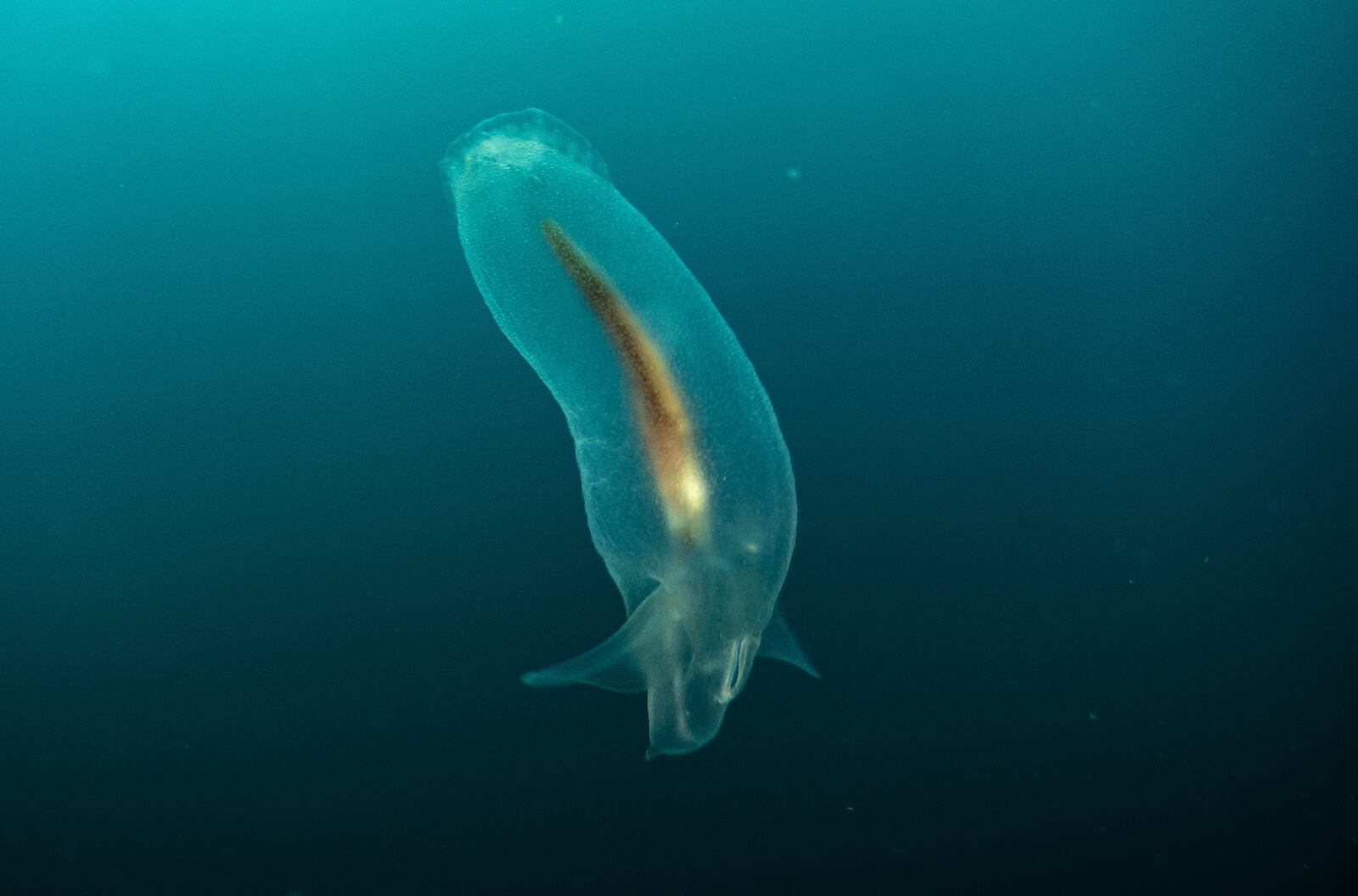 ‘Colombia azul’, el documental de National Geographic en el Pacífico, el golfo de Tribugá y atolones del Caribe