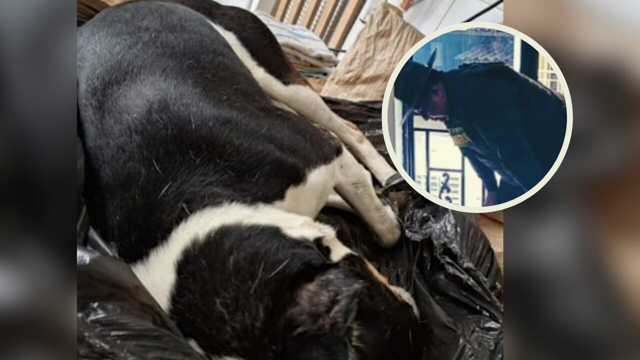 Fiscalía imputa cargos a veterinario por la muerte del perro ‘Yogui’.