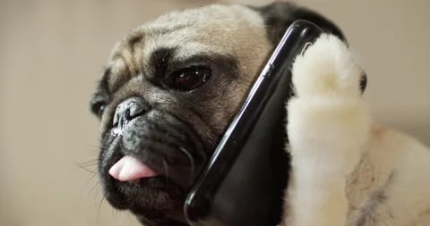 así funciona el primer "smartphone" para mascotas que permite llamadas bidireccionales