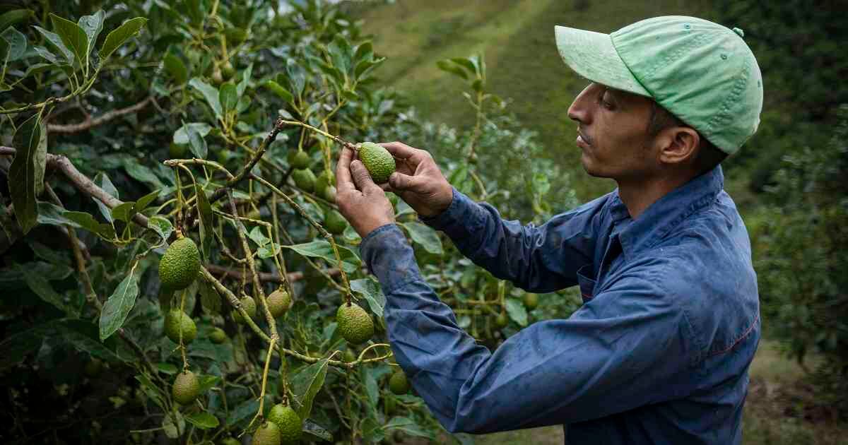 Habrá un marco técnico y jurídico para el cultivo de aguacate hass en Quindío. Foto: Esteban Vega La Rotta