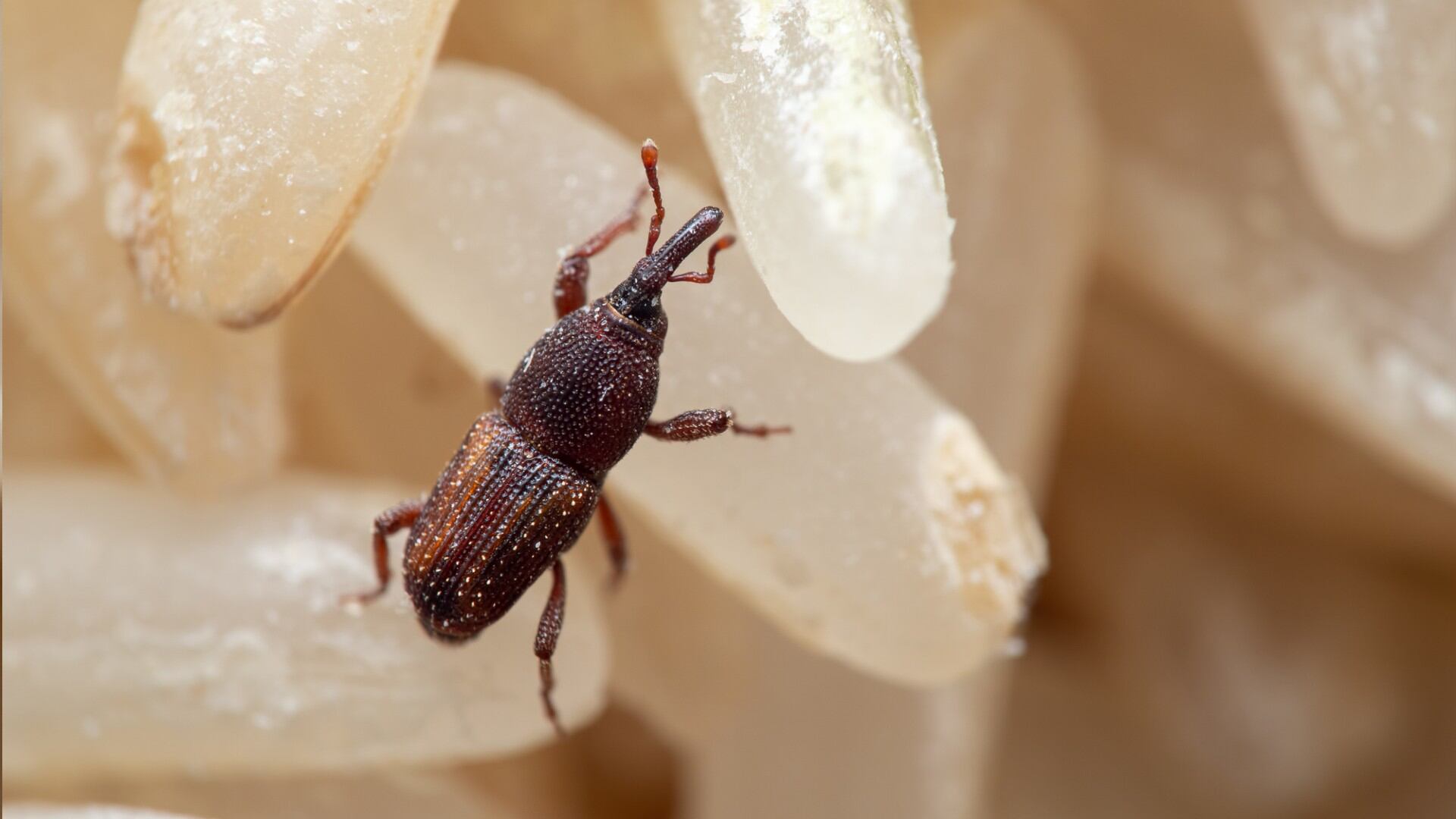 Trucos caseros para eliminar los gorgojos de la despensa de la cocina.