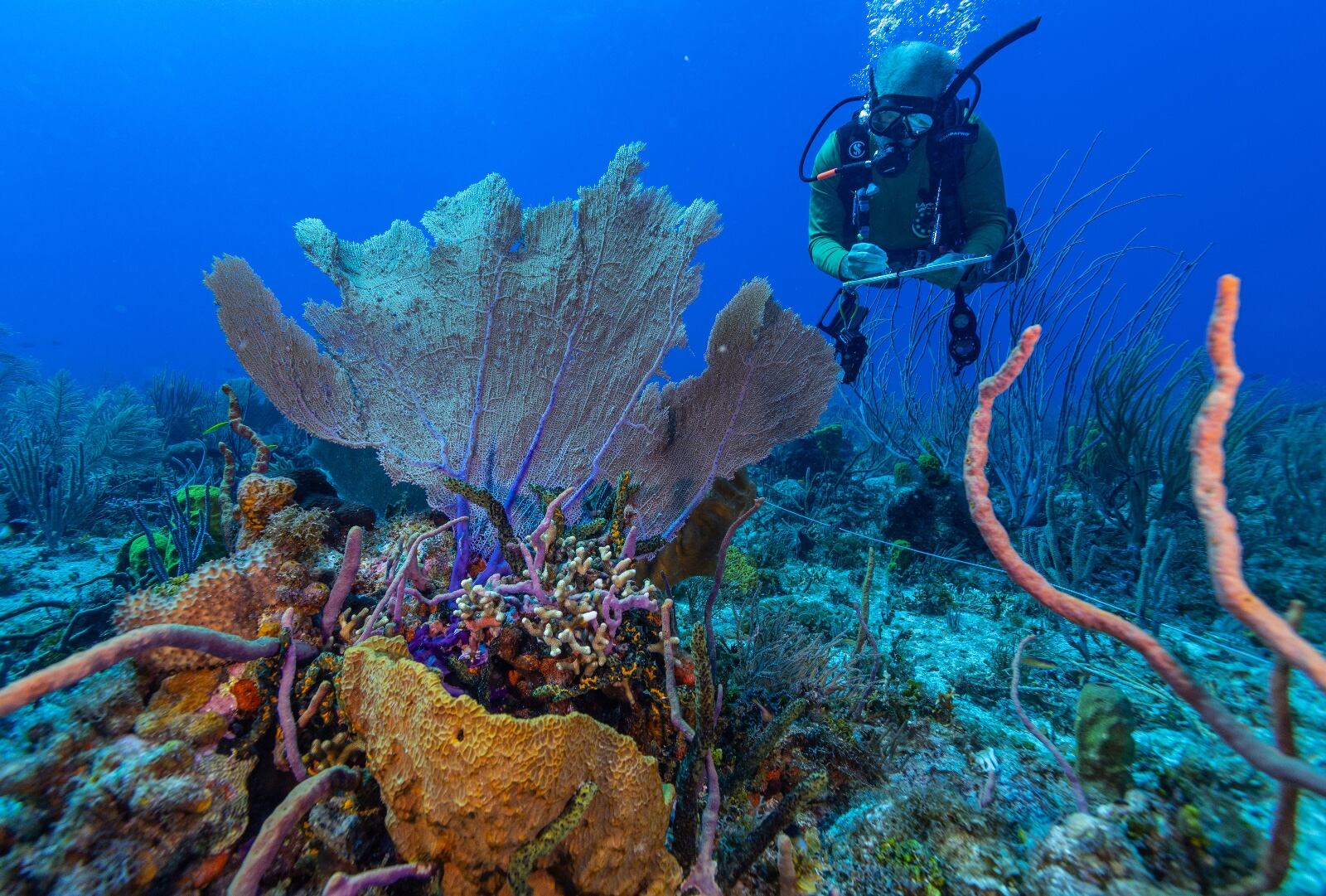 ‘Colombia azul’, el documental de National Geographic en el Pacífico, el golfo de Tribugá y atolones del Caribe