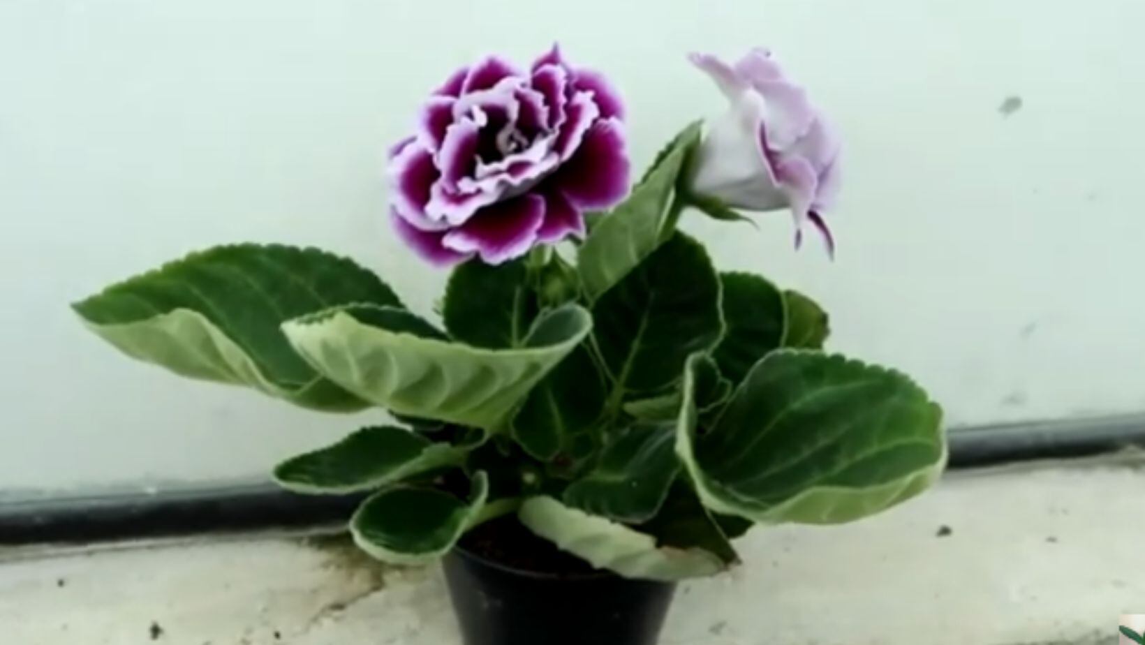 El amor a primera vista puede llegar a través de esta flor