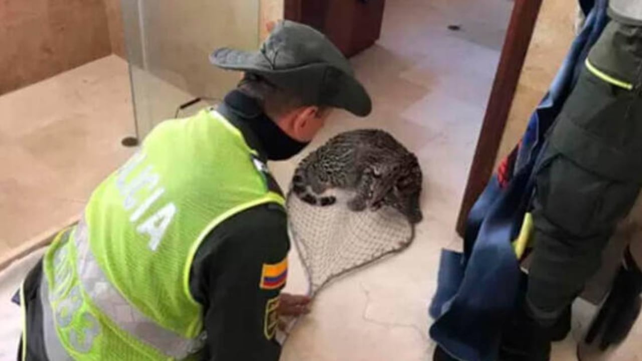 Tigrillo rescatado en una casa en Cali. Foto: Policía Ambiental y Ecológica de Cali.