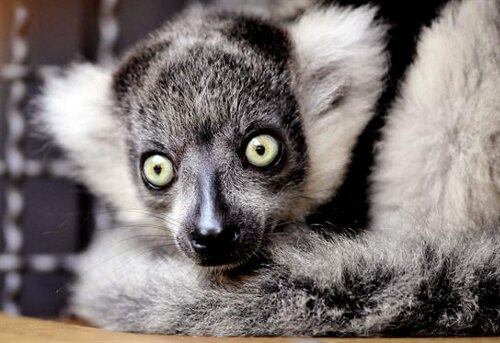 Un cría de Lémur de Collar permanece en su madriguera del Zoológico de Cali . El primate, nacido hace un mes aproximadamente, hace sus primeras salidas por la exhibición tras permanecer bajo la protección de su madre las primeras tres semanas. Los lémures que son una especie endémica de la isla de Madagascar y se encuentran entre las especies en vía de extinción. 