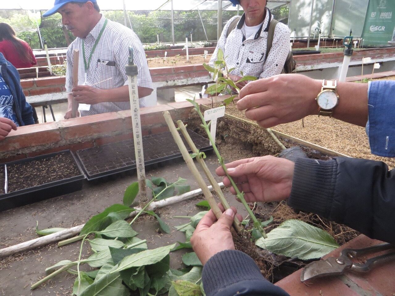 Viveros comunitarios