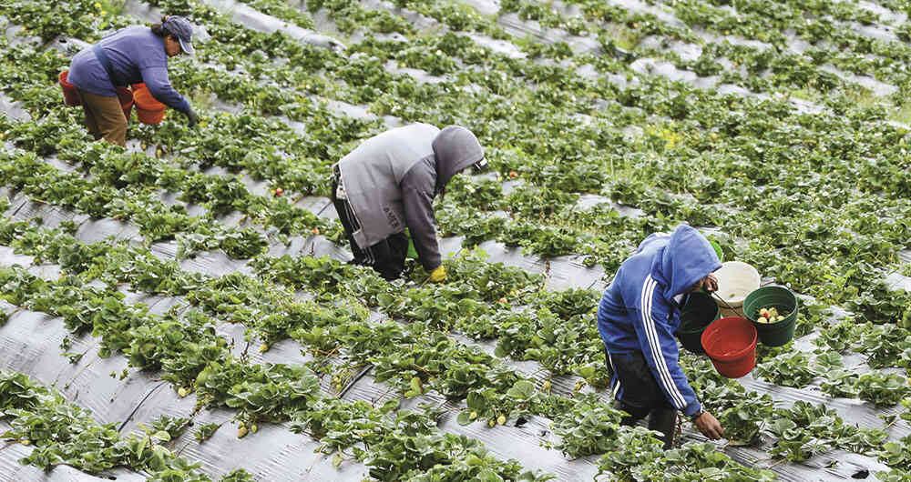 América Latina aumentará sus ventas de alimentos 25% en 2028.