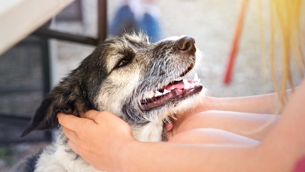 Primer plano de la cara de un perro sostenido en manos de una niña.