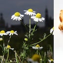 La combinación de jengibre y manzanilla contribuye a varios aspectos de la salud. Pero, se debe consultar con un especialista antes de consumir.