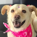 Mar, la perrita sobreviviente del doble terremoto en Venezuela, busca un hogar definitivo en Colombia.