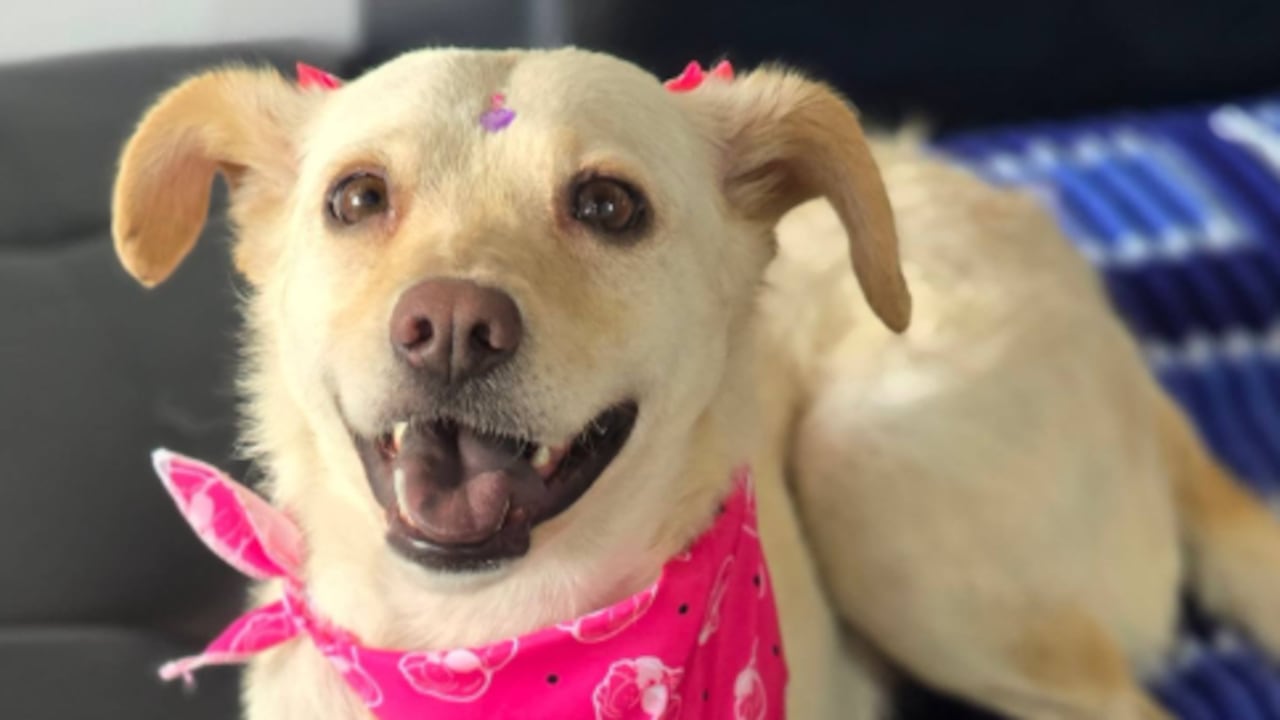 Mar, la perrita sobreviviente del doble terremoto en Venezuela, busca un hogar definitivo en Colombia.