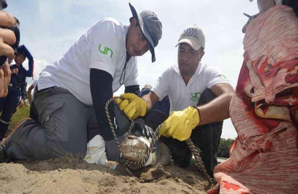 Liberación de un cocodrilo llanero a su hábitat en el río Guayabero