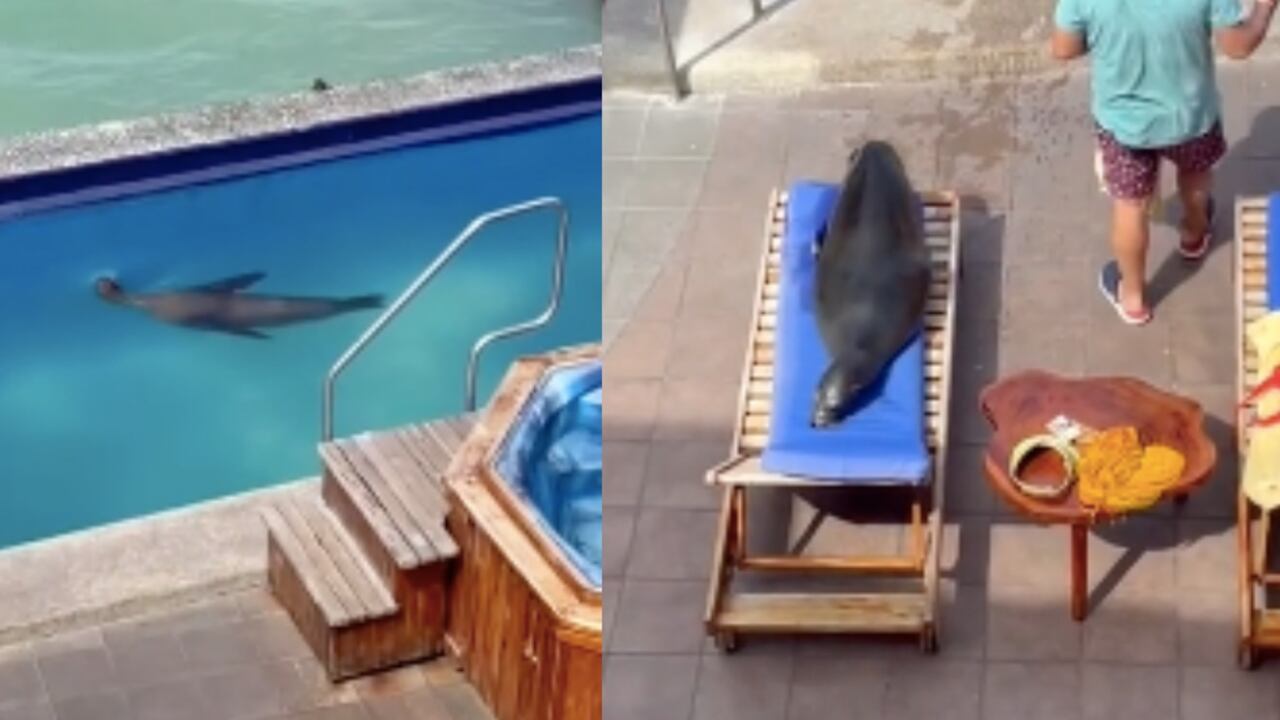 Momentos del león marino recorriendo el hotel.